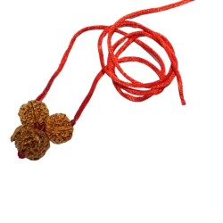 Ganesh Laxmi Kavach Rudraksha - Combination of 7, Ganesh & 7 Mukhi Rudraksha