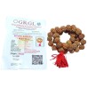 Shani Mala Rudraksha - Nepali 7 Mukhi Rudraksha (54+1) Beads