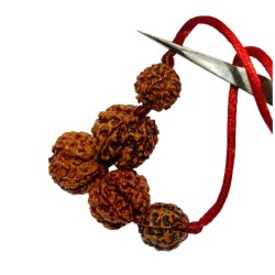 Health Kavach Rudraksha - Combination of 5 mukhi, 5 mukhi,5 mukhi, 3 mukhi & 3 Mukhi Rudraksha