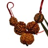 Health Kavach Rudraksha - Combination of 5 mukhi, 5 mukhi,5 mukhi, 3 mukhi & 3 Mukhi Rudraksha