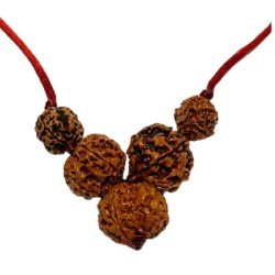 Health Kavach Rudraksha - Combination of 5 mukhi, 5 mukhi,5 mukhi, 3 mukhi & 3 Mukhi Rudraksha