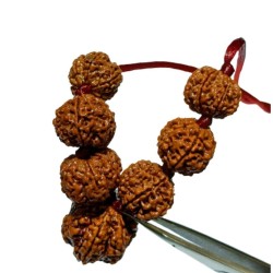 Shani Sadhe Sati Kavach Rudraksha - Combination of 7 Mukhi Rudraksha (7 Pieces)