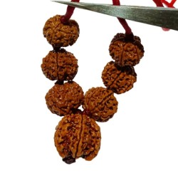 Shani Sadhe Sati Kavach Rudraksha - Combination of 7 Mukhi Rudraksha (7 Pieces)