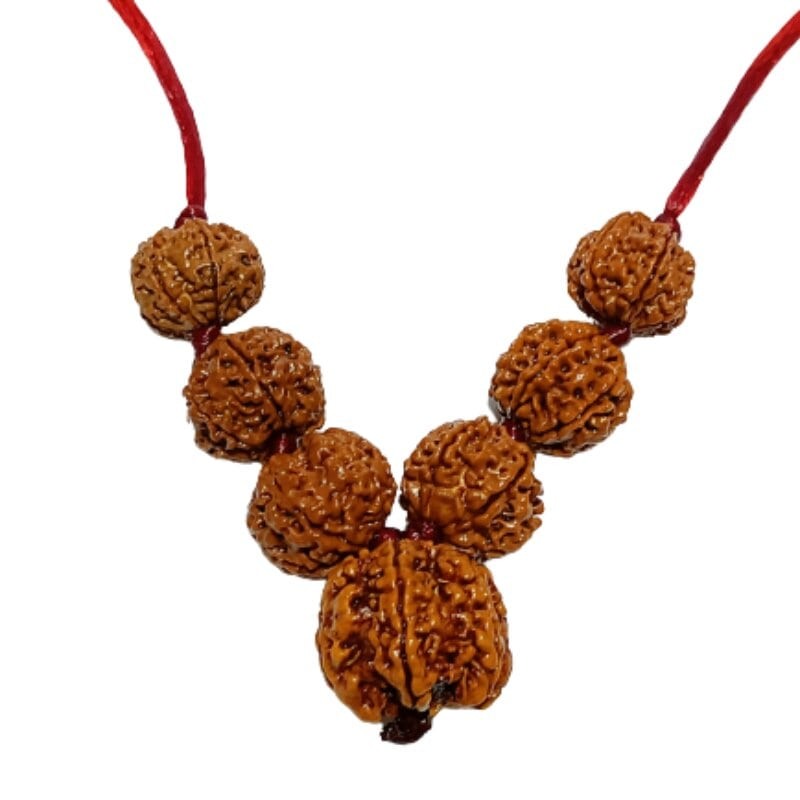 Shani Sadhe Sati Kavach Rudraksha - Combination of 7 Mukhi Rudraksha (7 Pieces)