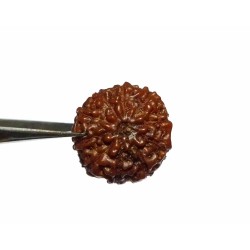 Genuine 10 Mukhi Rudraksha Bead, Affordable & Certified- 2.5 Gram