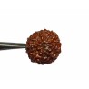 Genuine 10 Mukhi Rudraksha Bead, Affordable & Certified- 2.5 Gram