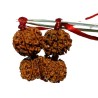 Shiv Parivaar Kavach Rudraksha - Combination of Gaurishankar, Ganesh & 6 Mukhi Rudraksha