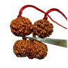 Shiv Parivaar Kavach Rudraksha - Combination of Gaurishankar, Ganesh & 6 Mukhi Rudraksha