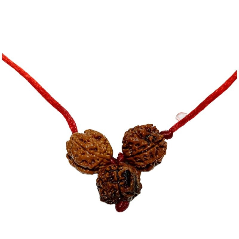 Student Kavach Rudraksha - Combination of 4, Ganesh & 6 Mukhi Rudraksha