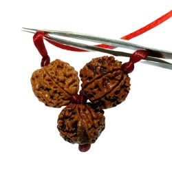 Student Kavach Rudraksha - Combination of 4, Ganesh & 6 Mukhi Rudraksha