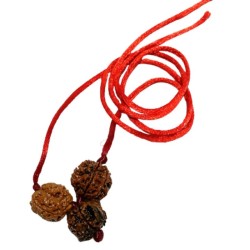 Student Kavach Rudraksha - Combination of 4, Ganesh & 6 Mukhi Rudraksha