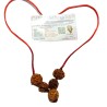 Will Power Kavach Rudraksha - Combination of 4 (2 pieces), Ganesh & 6 (2 pieces ) Mukhi Rudraksha