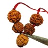 Will Power Kavach Rudraksha - Combination of 4 (2 pieces), Ganesh & 6 (2 pieces ) Mukhi Rudraksha