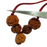 Will Power Kavach Rudraksha - Combination of 4 (2 pieces), Ganesh & 6 (2 pieces ) Mukhi Rudraksha