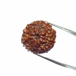 Genuine 10 Mukhi Rudraksha Bead, Affordable & Certified- 2.5 Gram