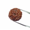 Genuine 10 Mukhi Rudraksha Bead, Affordable & Certified- 2.5 Gram