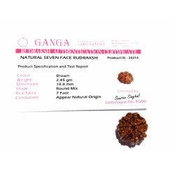 Natural 7 Mukhi Rudraksha Bead, Affordable & Certified