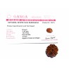 Natural 7 Mukhi Rudraksha Bead, Affordable & Certified