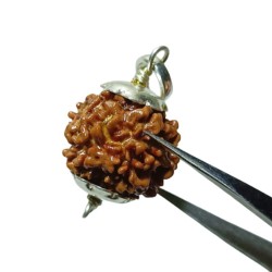 Nepali 1 Mukhi Rudraksha...