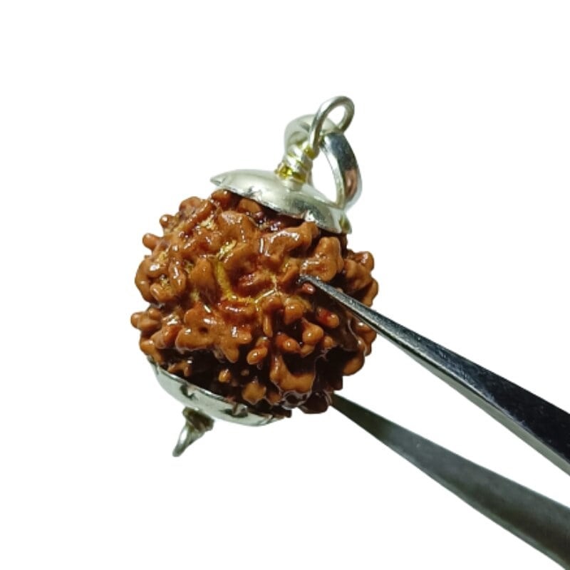 Nepali 1 Mukhi Rudraksha Bead Underdeveloped 21mm+ in silver locket