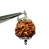 Nepali 1 Mukhi Rudraksha Bead Underdeveloped 21mm+ in silver locket