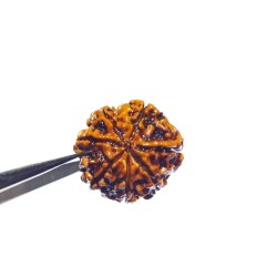 Natural 7 Mukhi Rudraksha Bead, Affordable & Certified