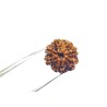 Natural 7 Mukhi Rudraksha Bead, Affordable & Certified