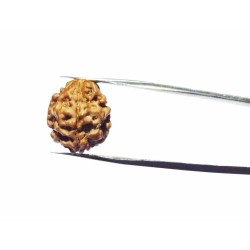 Natural 3 Mukhi Rudraksha Bead, Affordable & Certified