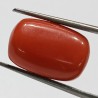 Authentic Original Red Coral Stone With Lab-Certified  12.85 Carat