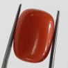 Authentic Original Red Coral Stone With Lab-Certified 12.47 Carat