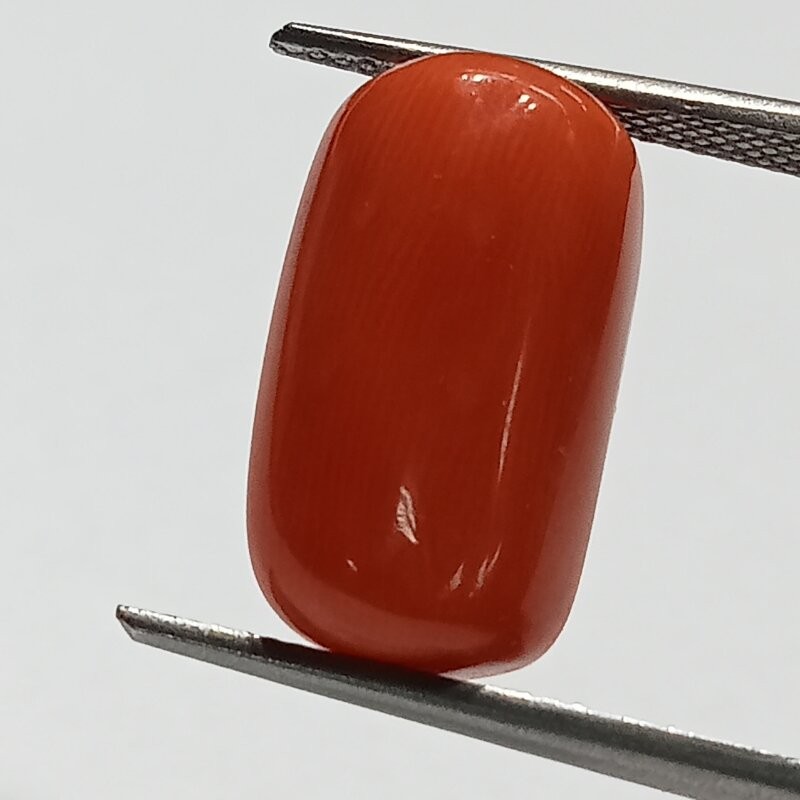 Authentic Original Red Coral Stone With Lab-Certified 12.19 Carat