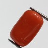 Authentic Original Red Coral Stone With Lab-Certified 11.56 Carat