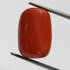 Authentic Original Red Coral Stone With Lab-Certified 12.09 Carat