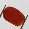 Authentic Original Red Coral Stone With Lab-Certified 13.34 Carat