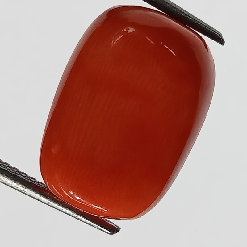 Authentic Original Red Coral Stone With Lab-Certified 10.16 Carat