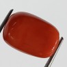 Authentic Original Red Coral Stone With Lab-Certified 10.16 Carat