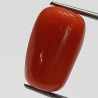 Authentic Original Red Coral Stone With Lab-Certified 12.29 Carat