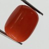 Authentic Original Red Coral Stone With Lab-Certified 11.70 Carat