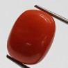 Authentic Original Red Coral Stone With Lab-Certified 11.55 Carat