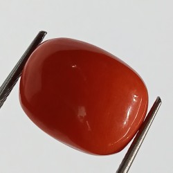 Authentic Original Red Coral Stone With Lab-Certified 11.55 Carat