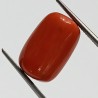 Authentic Original Red Coral Stone With Lab-Certified 10.56 Carat