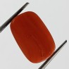 Authentic Original Red Coral Stone With Lab-Certified 10.56 Carat