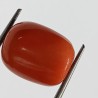 Authentic Original Red Coral Stone With Lab-Certified 15.00 Carat