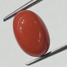 Authentic Original Red Coral Stone With Lab-Certified 5.50 Carat