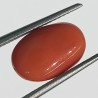 Authentic Original Red Coral Stone With Lab-Certified 5.70 Carat