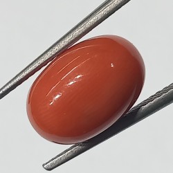 Authentic Original Red Coral Stone With Lab-Certified 5.70 Carat