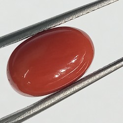 Authentic Original Red Coral Stone With Lab-Certified 6.00 Carat