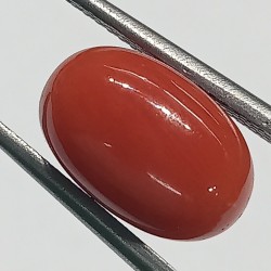 Authentic Original Red Coral Stone With Lab-Certified 6.00 Carat