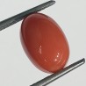 Authentic Original Red Coral Stone With Lab-Certified 5.30 Carat