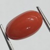 Authentic Original Red Coral Stone With Lab-Certified 5.50 Carat